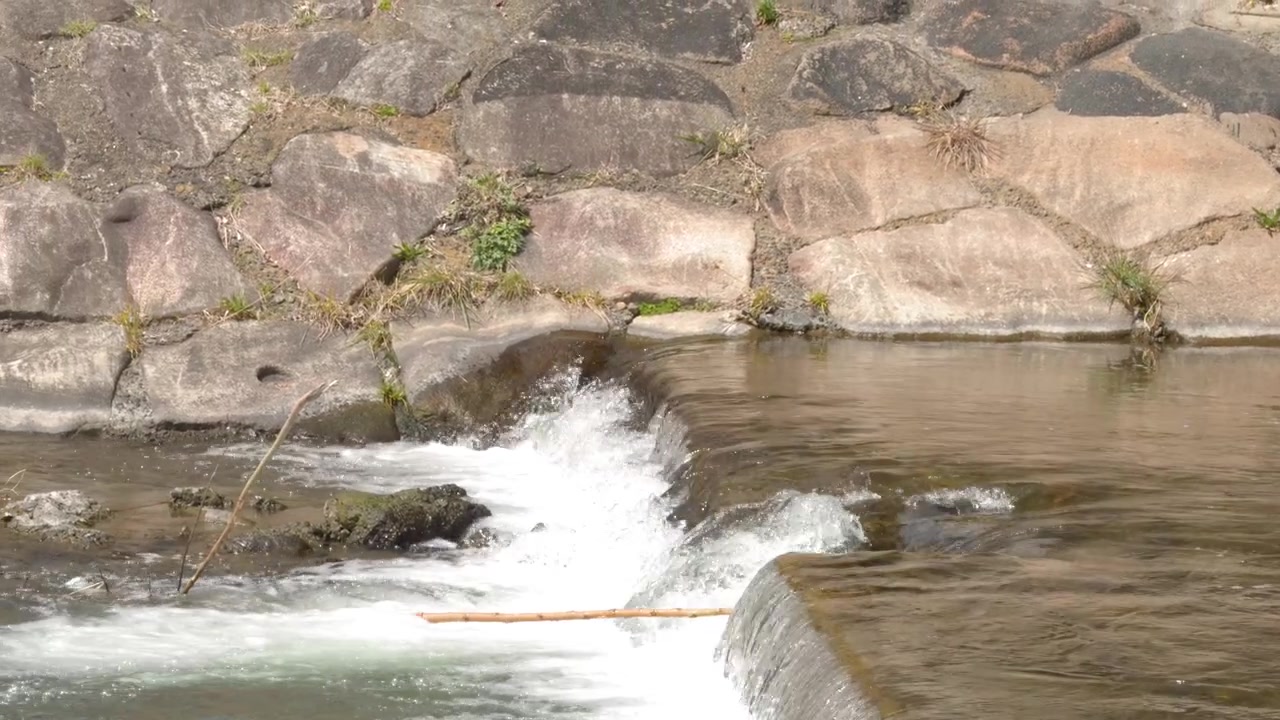 Patos de pico manchado oriental nadan en el río Kamo cerca de una pequeña cascada y un terraplén de piedra
