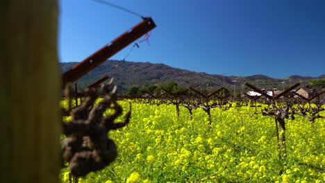 el viento hace que las flores de mostaza amarilla bailen dentro de las vides en el valle de napa.