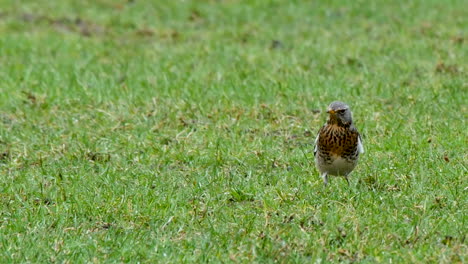 Solo-Fieldfare-En-Un-Campo-De-Hierba-Mirando-Hacia-Adelante-Y-Luego-Saliendo-Del-Marco,-En-El-Norte-De-Pennines,-Condado-De-Durham,-Reino-Unido