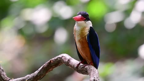 Der-Schwarzkopf-eisvogel-Hat-Einen-Bonbonartigen-Roten-Schnabel-Und-Eine-Schwarze-Kappe,-Die-In-Thailand-Und-Anderen-Asiatischen-Ländern-Zu-Finden-Ist