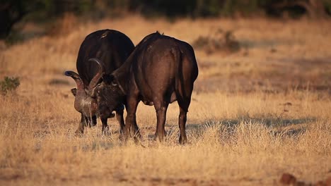 two african cape buffalo males have mock fight in kruger national park