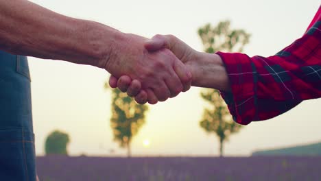 Hands shake between senior grandfather grandmother farmers in blooming field of lavender flowers