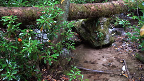 toma de 4k de un arroyo que fluye en un día lluvioso