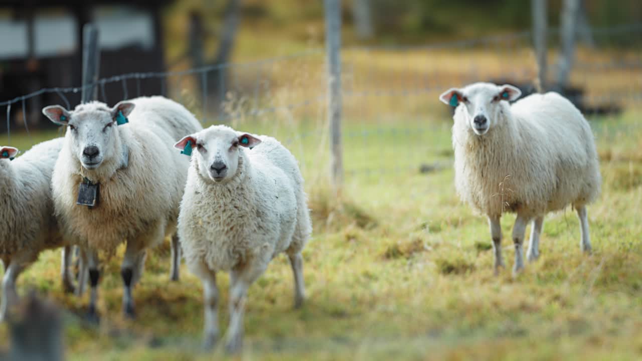 Una tranquilla scena autunnale con un gregge di pecore che vaga in una radura erbosa nel bosco, con le loro campane che tintinnano dolcemente.
