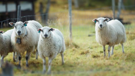 a peaceful autumn scene with a flock of sheep wandering through a grassy forest clearing, their bells softly ringing