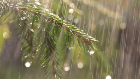 Rain-on-a-sunny-day.-Close-up-of-rain-on-the-background-of-an-evergreen-spruce-branch.