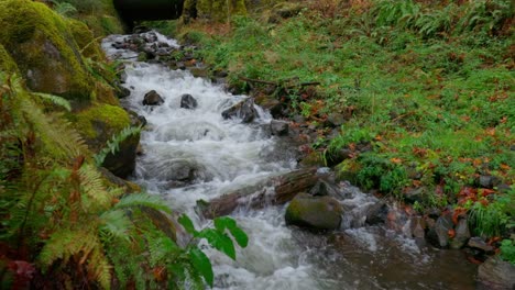 Ein-Kleiner-Bach-Im-Pazifischen-Nordwesten-Im-Winter,-Mit-Eisigen-Rändern-Und-Sanfter-Strömung,-Umgeben-Von-Schneebedeckten-Bäumen-Und-Einer-Ruhigen,-Unberührten-Landschaft