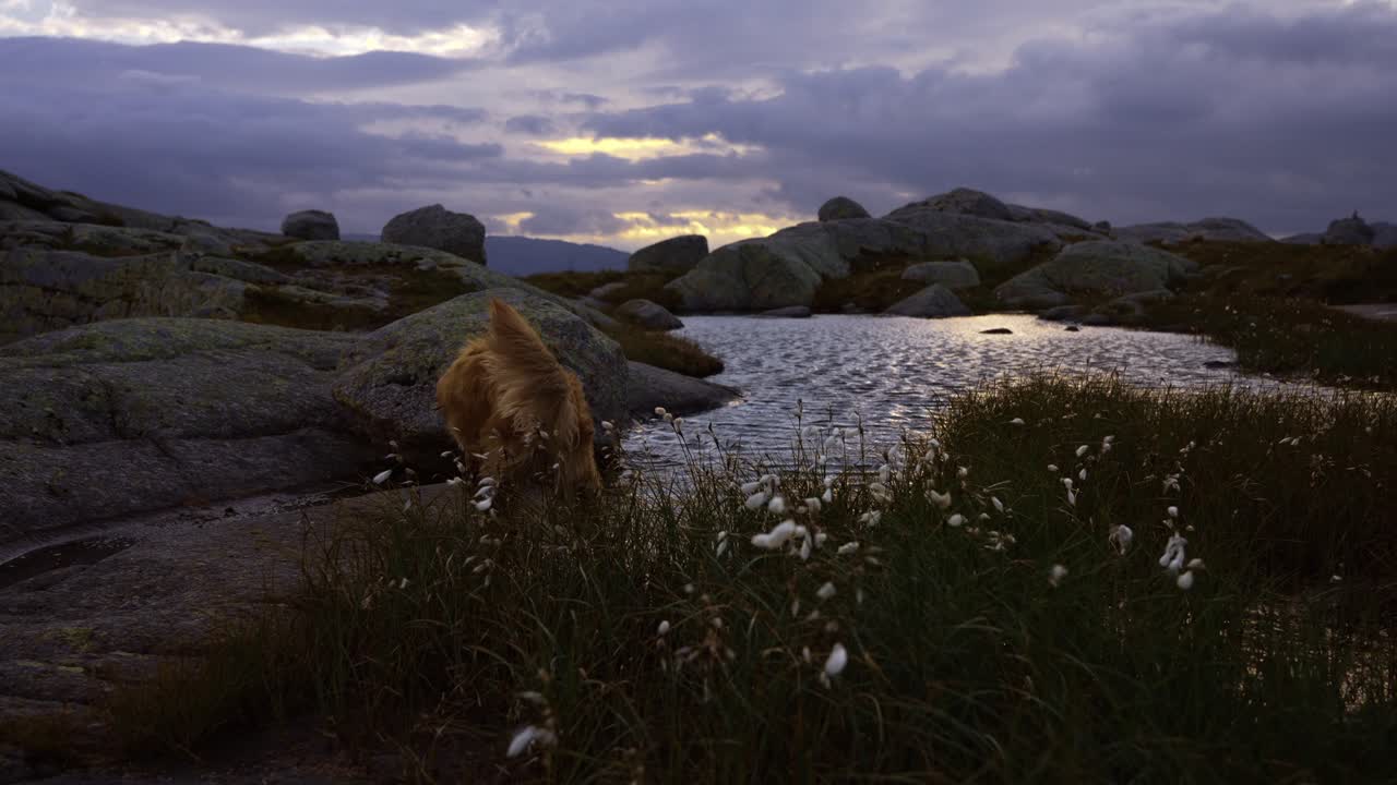 Golden retriever che cammina accanto a uno stagno tranquillo in un paesaggio norvegese remoto.