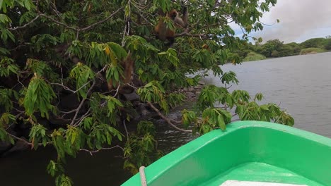 spider monkey leaps from tree into tourism boat, looking for treats