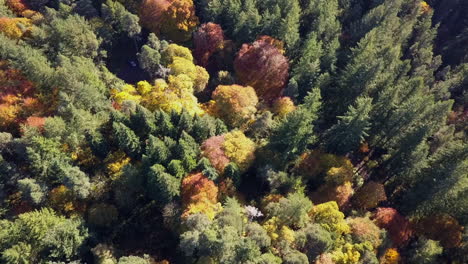 Vista-Aérea-Del-Bosque-Boreal-Con-Follaje-Otoñal-Dorado-Y-Rojo