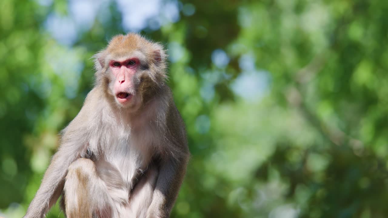 Rhesus macaque sits on log, eating fruit, in bright daylight with soft forest background