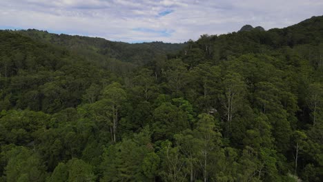 Üppig-Grüner-Regenwald-In-Der-Wildnis-Von-Currumbin-Valley,-Queensland,-Australien