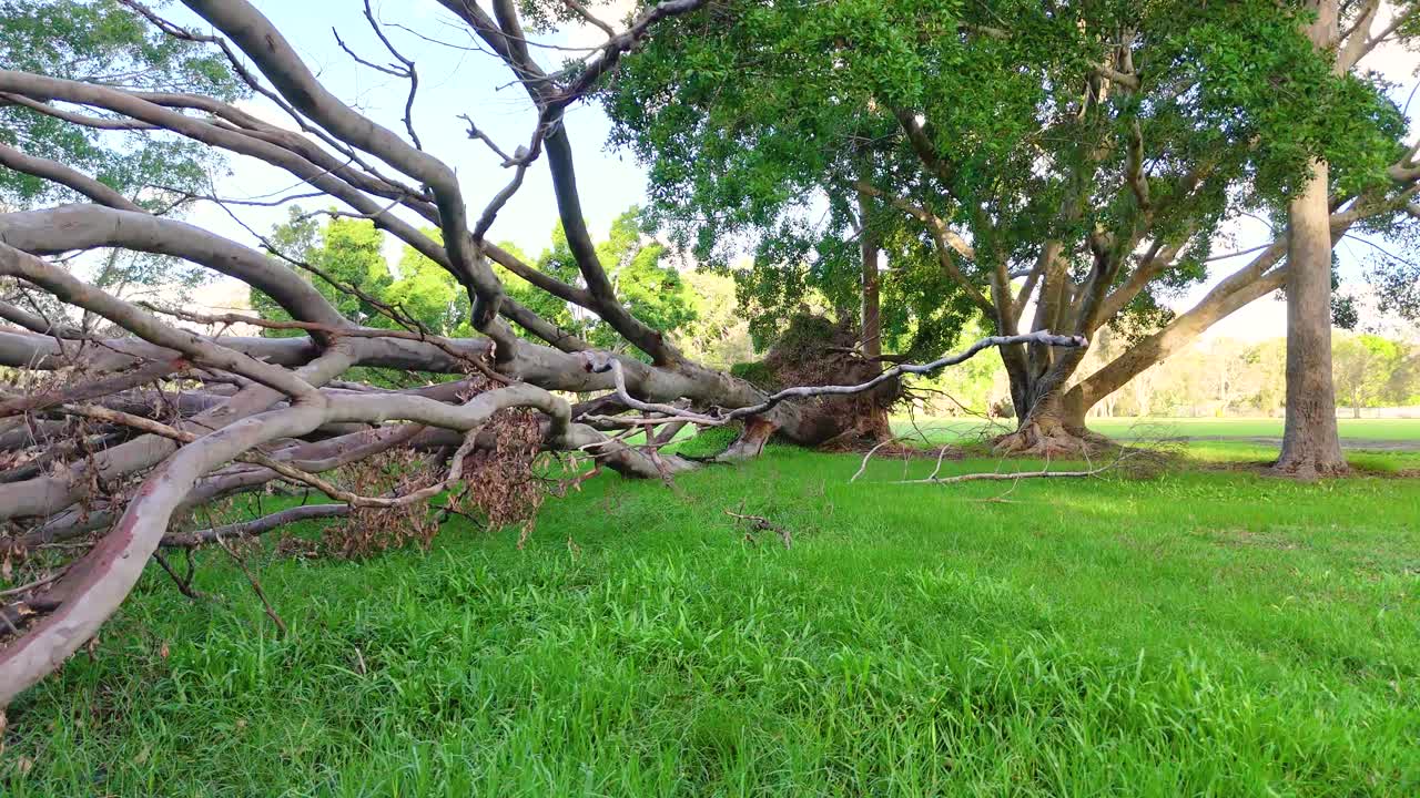 A fallen tree rests on vibrant green grass under bright daylight in a serene park setting