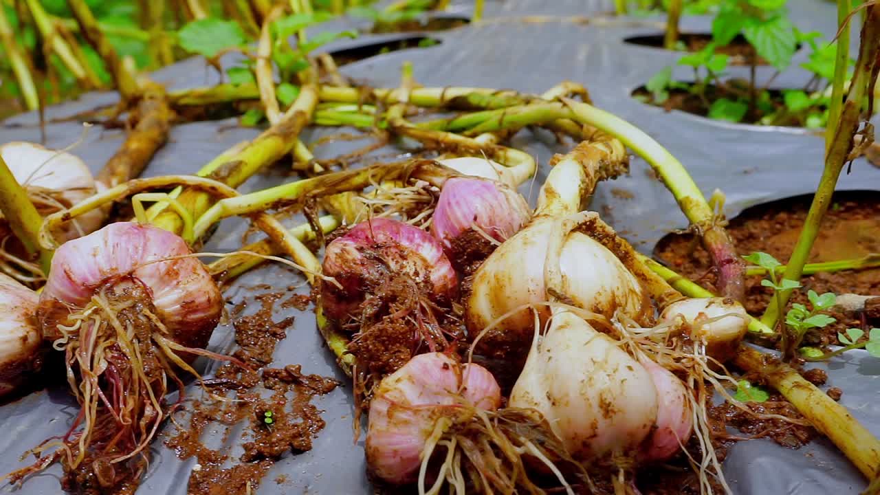Close up dolly shot of harvested fresh onion on soil of plantation field