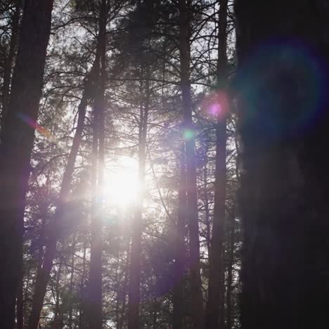 walking through a pine forest with the sun shining through the branches of trees