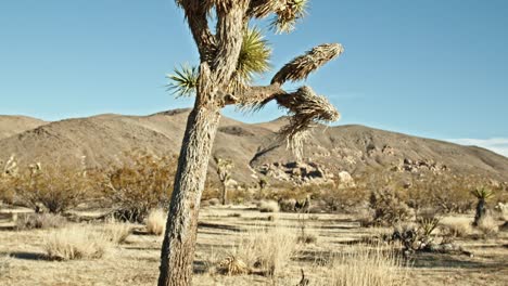 joshua tree in joshua tree national park in california with video tilting down medium shot