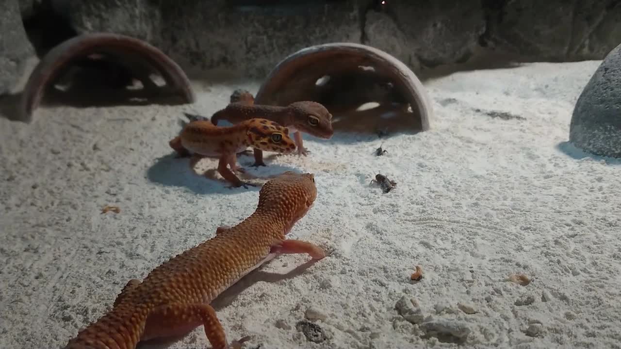 Little geckos catching and eating insect on the sand