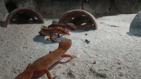 little geckos catching and eating insect on the sand