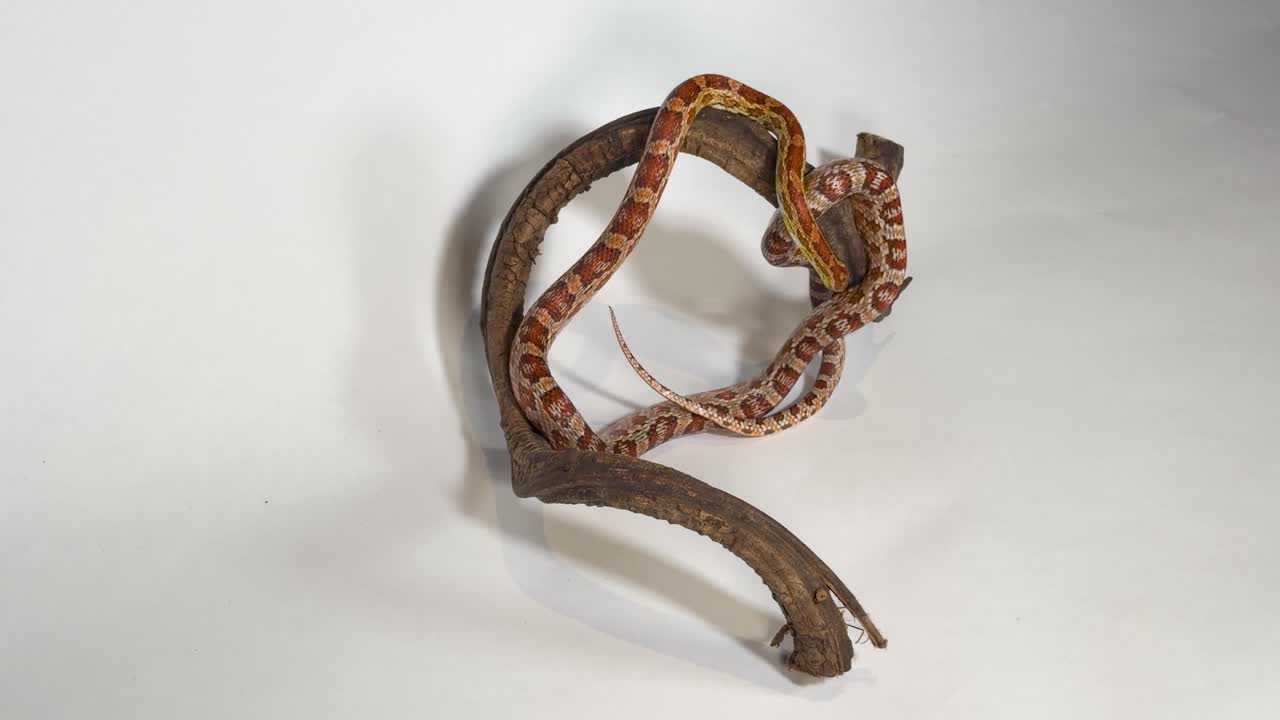 Un vivace serpente del grano arancione riposa su un ramo curvo sotto una brillante illuminazione da studio