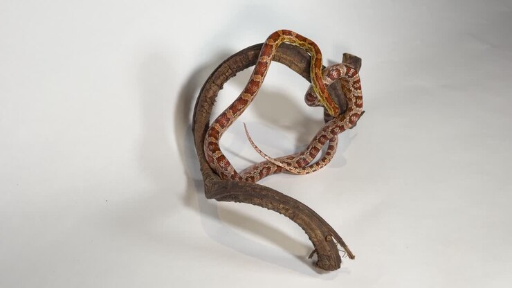 A vibrant orange corn snake rests on a curved branch under bright studio lighting