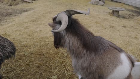 close up of goat with big curly horns at petting zoo