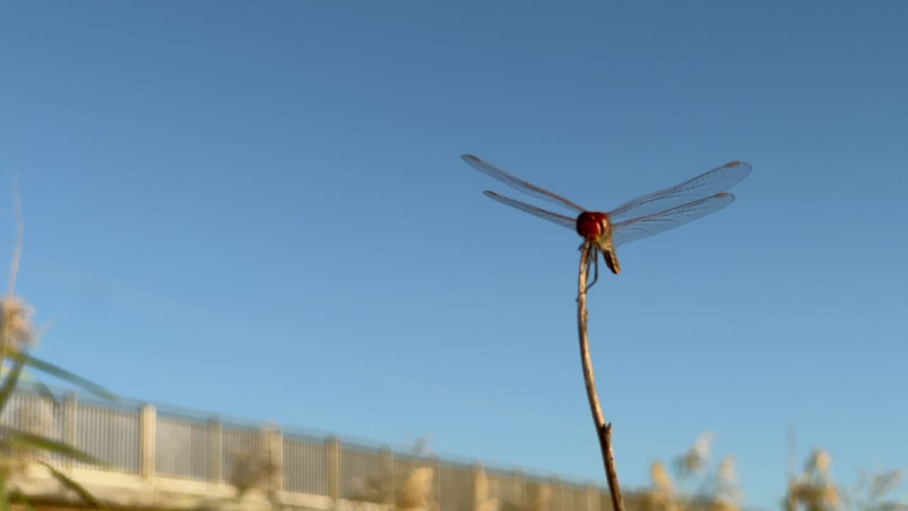 Dragonfly perched on a branch against a blue sunset sky