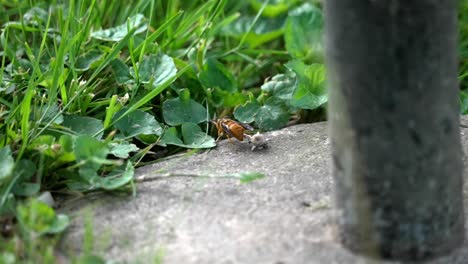 wasp sits on concrete platform, rear view of behind as it sense nature and environment around it