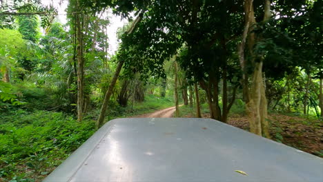 Durchqueren-Eines-Wunderschönen-Palmenparks-In-Thailand