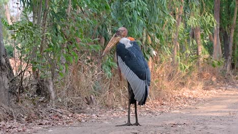 un gran pájaro de la familia de las cigüeñas común en el sur de asia y ahora en peligro de extinción debido a la pérdida de hábitat