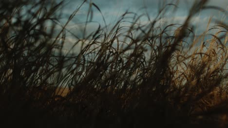 coastal seascape with long grass