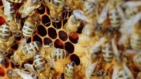 bees work on honeycombs macro photography
