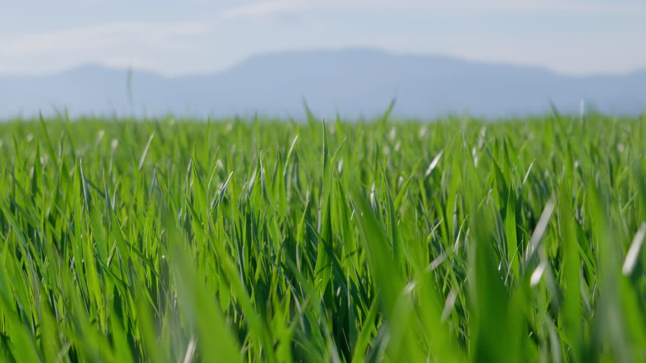 젊은 녹색 밀은 바람에 강하게 흔들리고