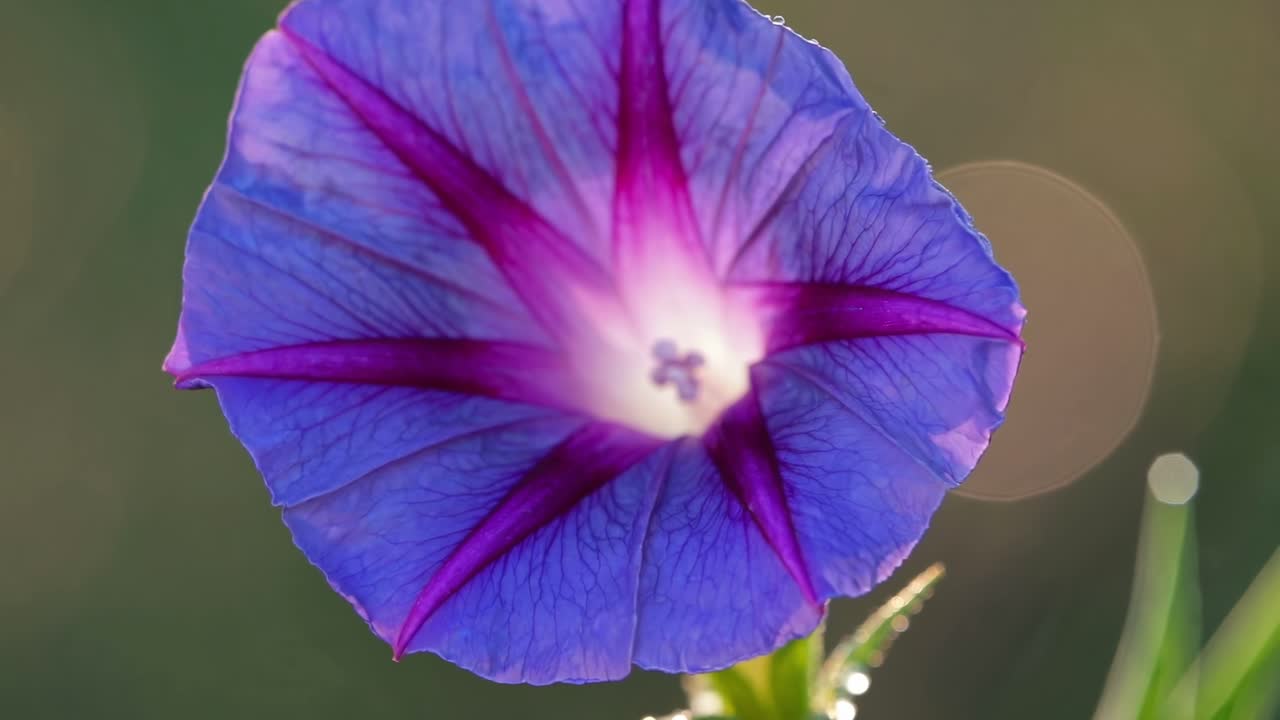 Close-up video of a vibrant purple flower with dewdrops, captured from a low angle