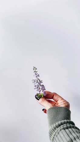 small purple flower in hand