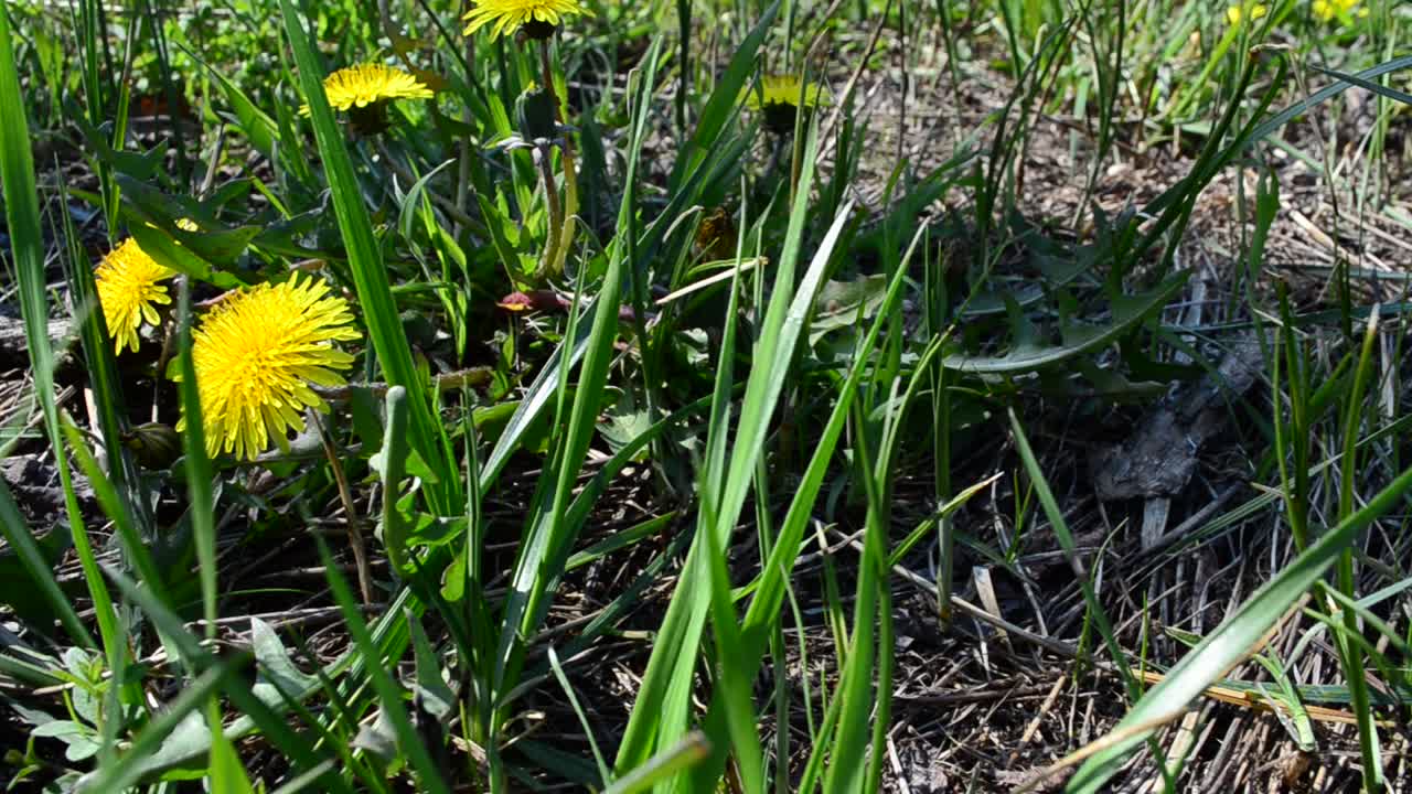 Grøn baggrund. Mælkebøtter i skoven