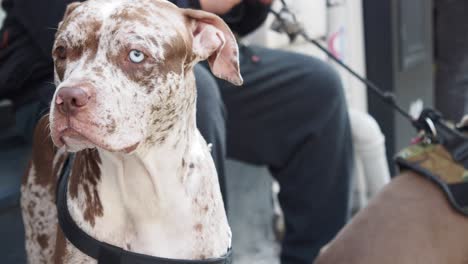 un pit bull terrier marrón y blanco con ojos azules camina con su dueño