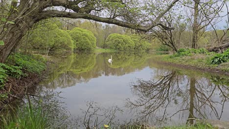 white swan swimming in an urban park lake