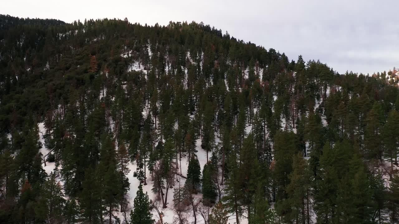 una ladera nevada y un bosque de pinos en las montañas tehachapi en un día de invierno - vista aérea