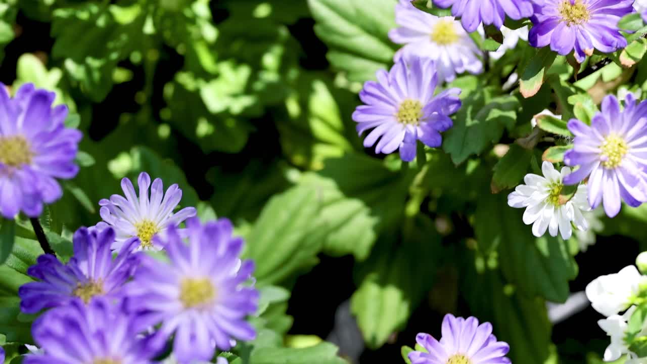 Detailed view of vibrant purple asters with lush green leaves, basking in bright sunlight.
