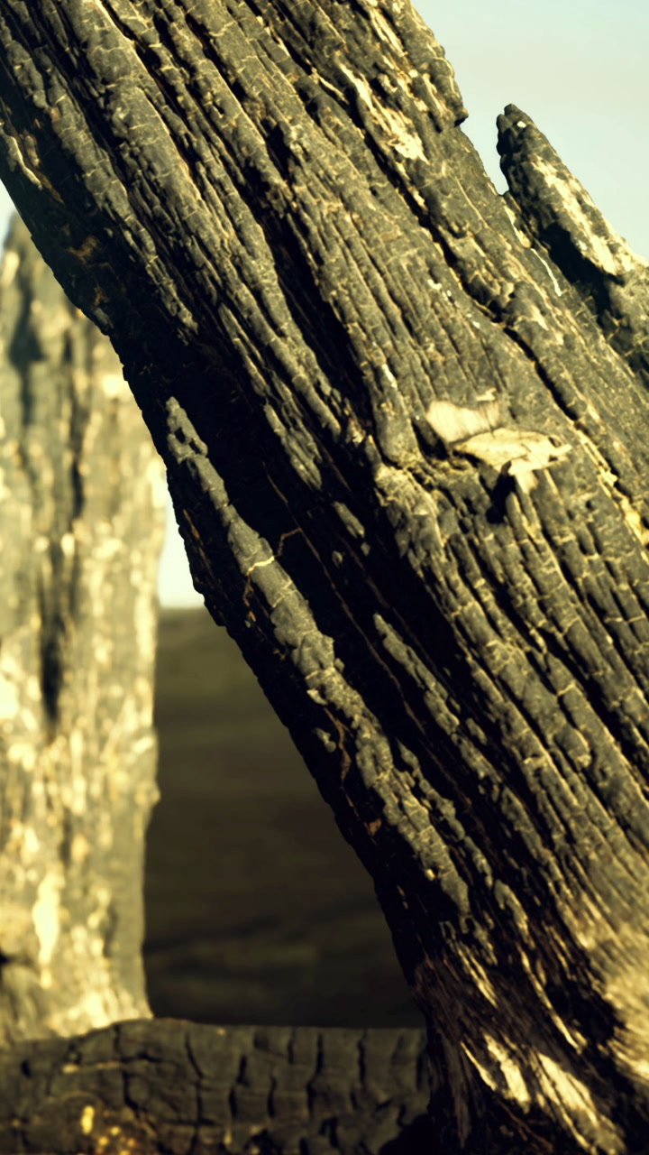 Beauty of nature shines through charred wood on a bright sunny day
