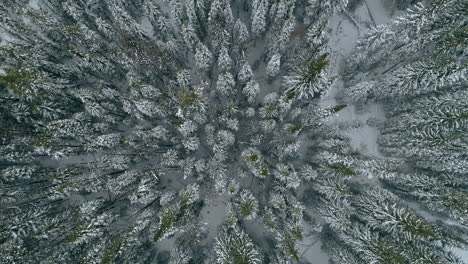 La-Antena-De-Arriba-Hacia-Abajo-Gira-Lentamente-Fuera-Del-Bosque-De-Pinos-De-Invierno-Cubierto-De-Nieve,-4k