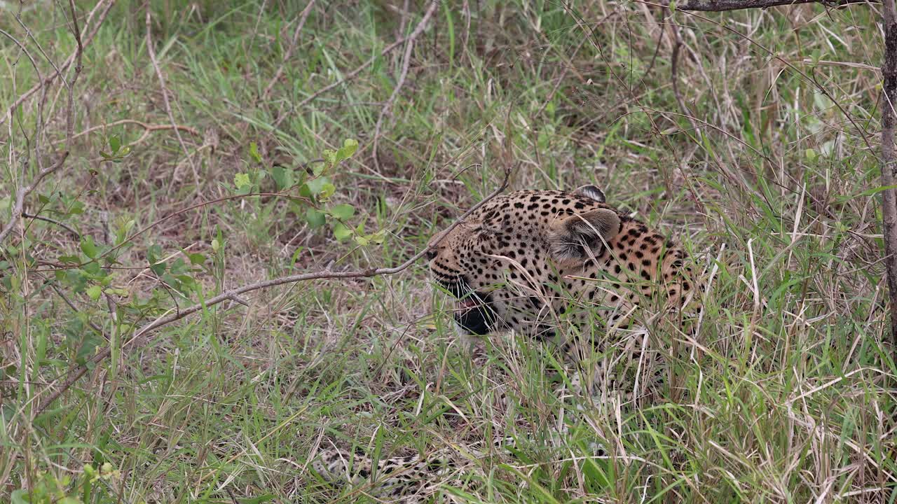 Leopard laying hidden in tall savanna grass licks paw, copy space
