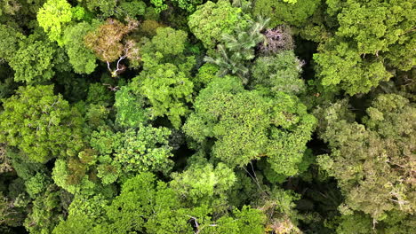 aerial top down over green amazonian rainforest cuyabeno reserve ecuador