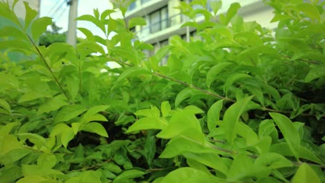 The-camera-captures-the-plant-in-a-way-that-makes-every-single-leaf-and-branch-stand-out