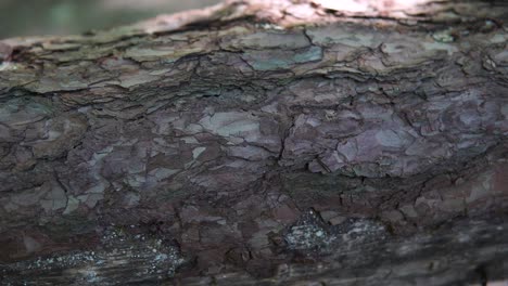 árboles talados en el bosque