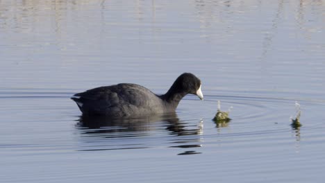 red eyed coot bird swims, dabbles for aquatic plants in pond, closeup