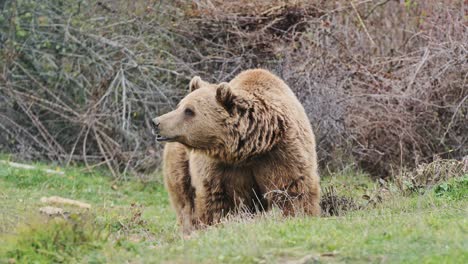 large brown bear stands motionless in scenic kosovo forest during autumn calm