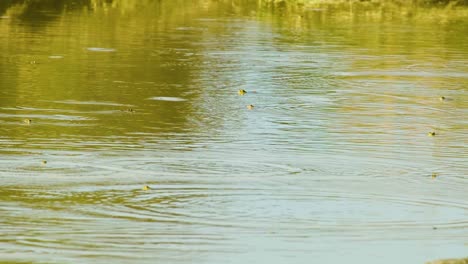 Multiple-frogs-jumping-on-lake-during-morning-in-Bangladesh