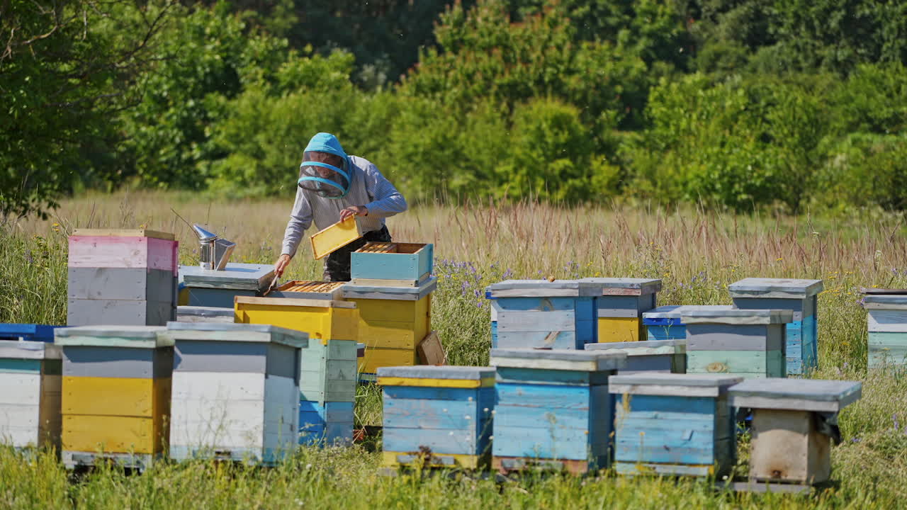 Beekeeping in summer. Professional beekeeper works on a bee farm among green nature. Blue and yellow hives on apiary.