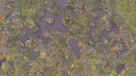 aerial view of mire wetland with vegetation at daytime